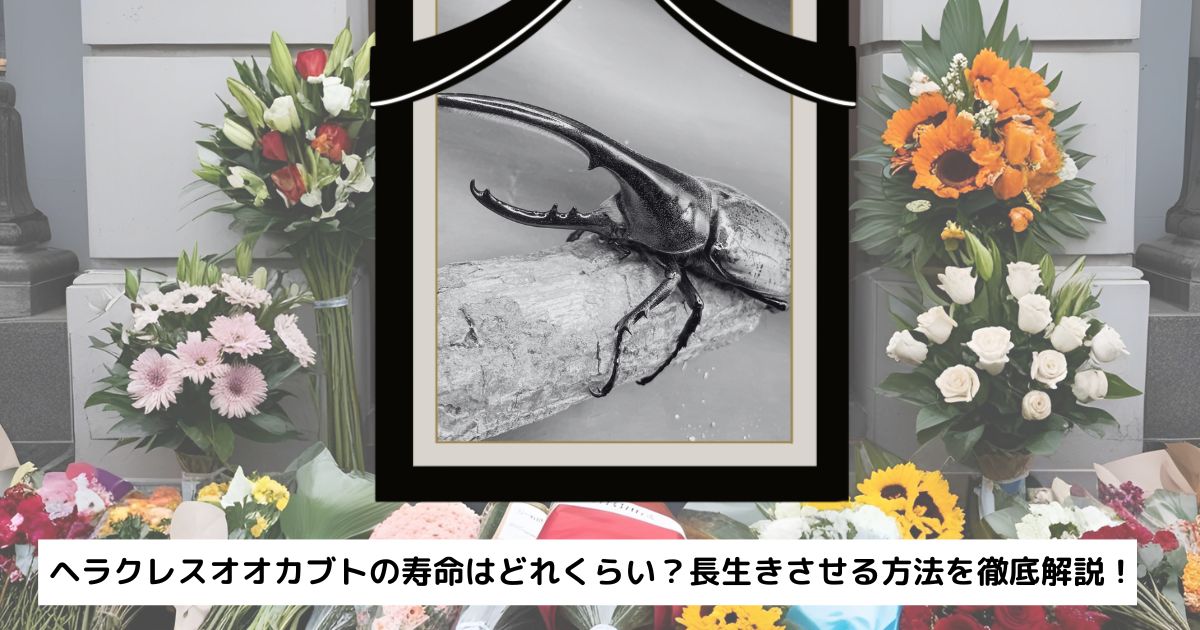 ヘラクレスオオカブトの寿命はどれくらい?長生きさせる方法を徹底解説!