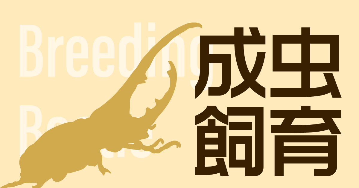 ヘラクレスオオカブト 飼育